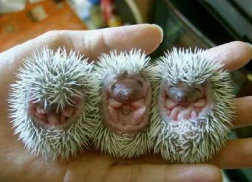 baby-hedgehogs.jpg