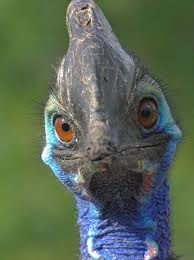 cassowary.jpg