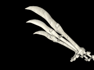 sneak peak at the bone weapon collection